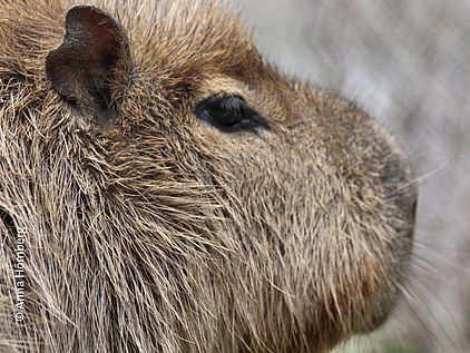 Capybaras, die amerikanischen Wasserratten, achten immer auf ihre Umgebung © Anna Hömberg