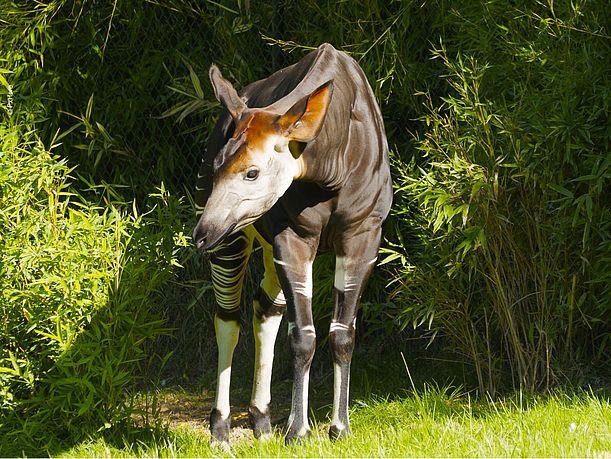 Okapis kommen im Regenwald des Kongos vor.