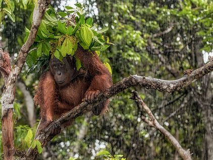Ein Borneo-Orang-Utan bastelt sich mit Laub einen Regenschirm