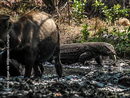 Ein Komodowaran auf der Jagd lauert auf ein wesentlich größeres Wildschwein ©Andy Rogan via WildScreenExchange