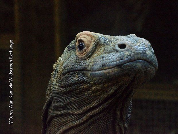 Der Kopf eines Komodowarans. Die exotischen Tiere leben in Indonesien. Auch OroVerde schützt den indonesischen Regenwald, den Lebensraum der Komodowarane ©Ceres Wan Kam via Wildscreen Exchange