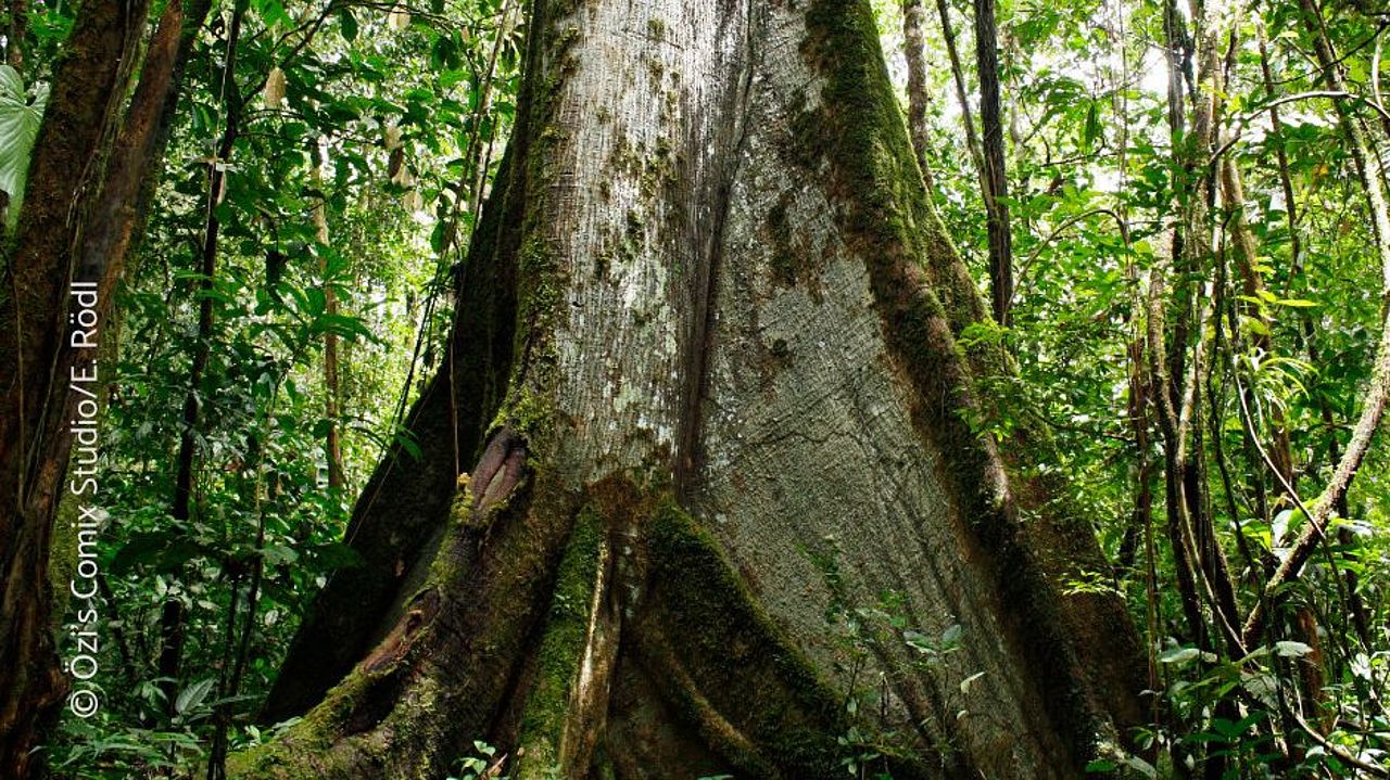 Die Erkenntnisse fließen auch in unsere Regenwaldschutzprojekte ein, z.B. bei der Entwicklung innovativer Finanzierungsmechanismen für Klima-, Wald- und Biodiversitätsschutz. ©Özi's Comix Studio/Elisa Rödl