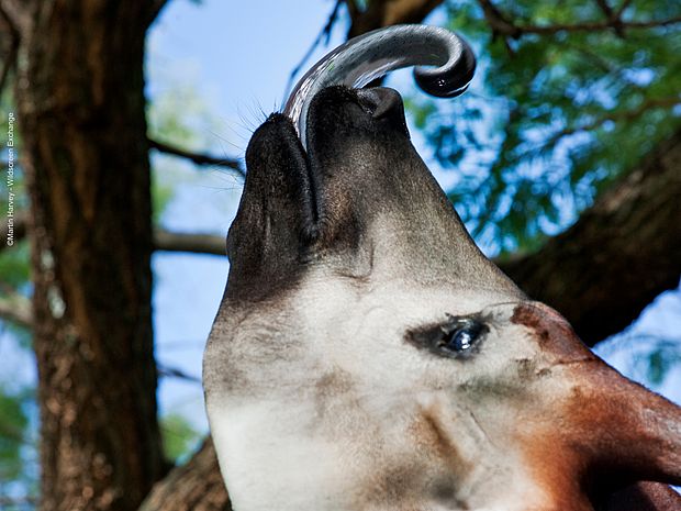 Die Zunge des Okapis ist blau gefärbt, beweglich und rekordverdächtig lang. ©Martin Harvey - Wildscreen Exchange