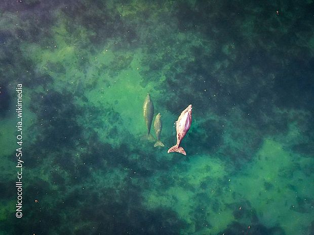 Die halbmondförmige Schwanzflosse eines Dugongs ist besondeers gut aus der Vogelperspektive bei dieser Gruppe zu sehen. ©Nicocolll-cc by-Sa 4.0 via wikimedia
