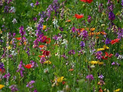 Auch rund um Haus und Garten können Sie dem Biodiversitätsverlust abbremsen, zum Beispiel mit einer bienenfreundlichen Blumenwiese ©Emily Davies/WildScreenExchange
