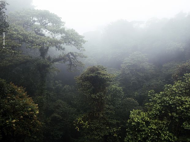 Nebel zieht zwischen den Regenwald-Bäumen hindurch. ©Jannis Hagels
