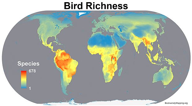 Die Vielfalt von Lebewesen ist in der Äquatorialzone am höchsten. Hier am Beispiel von Vögeln dargestellt.